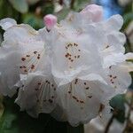 Rhododendron morii Blüte