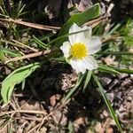 Ranunculus kuepferi Habit