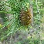 Larix deciduaFruit