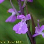 Anacamptis palustris Fiore