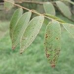 Cladrastis sinensis Hoja
