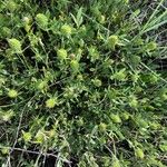 Trifolium squamosum Flower