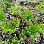 Rubus chamaemorus पत्ता