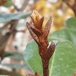 Elaeagnus × submacrophylla Hoja