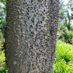 Ceiba rubriflora