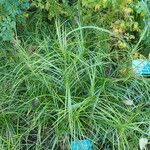 Carex muskingumensis Habit