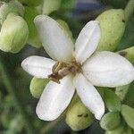 Hernandia stenura Flower