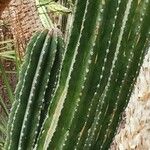 Pachycereus pecten-aboriginum Hábito