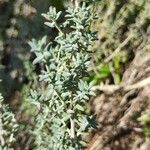 Thymus vulgarisLeaf