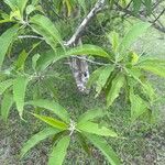 Ipomoea arborescens Leaf