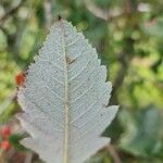 Sorbus mougeotii 葉