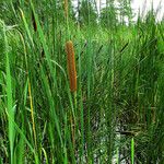 Typha angustifolia 果實