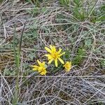 Scorzonera austriaca Flower