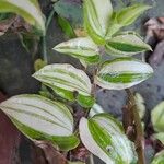 Tradescantia fluminensisList