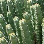 Euphorbia resinifera Blad