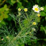 Tripleurospermum inodorum Blatt