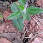 Tridax procumbens पत्ता