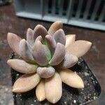 Pachyphytum kimnachii Leaf