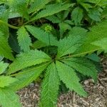 Sanicula canadensis Hoja