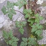 Geranium robertianum Plante entière