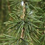 Larix decidua Leaf