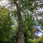 Nothofagus obliqua Corteza