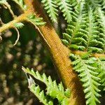 Dicksonia antarctica 樹皮