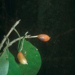 Siparuna decipiens Meyve