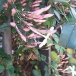 Jasminum polyanthum Цвят