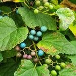 Ampelopsis cordata Fruit