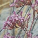 Limonium insigne Flor