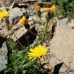 Crepis conyzifolia Hábitos