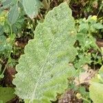 Salvia aethiopis Leaf