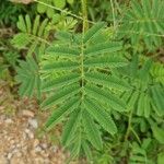 Mimosa candollei Leaf