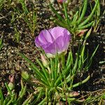 Lewisia rediviva Habit