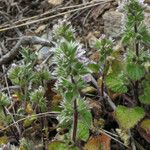 Stachys brachyclada Лист