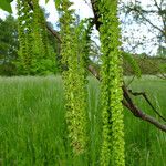 Juglans mandshurica 花