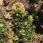 Collomia grandiflora Habitat