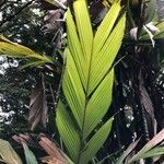 Iguanura wallichiana Leaf