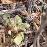 Crassula schimperi Folha