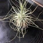 Tillandsia aeranthos 葉