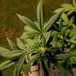 Cannabis sativa Yaprak