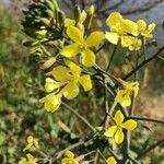 Brassica barrelieri Flower