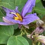 Solanum vespertilio Flor