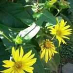 Silphium perfoliatum ശീലം