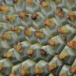 Pandanus clandestinus Fruto