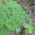 Thalictrum foetidum Arall