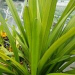 Cymbidium aloifolium Φύλλο