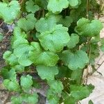 Cymbalaria muralis Leaf