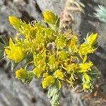 Petrosedum montanum Blüte